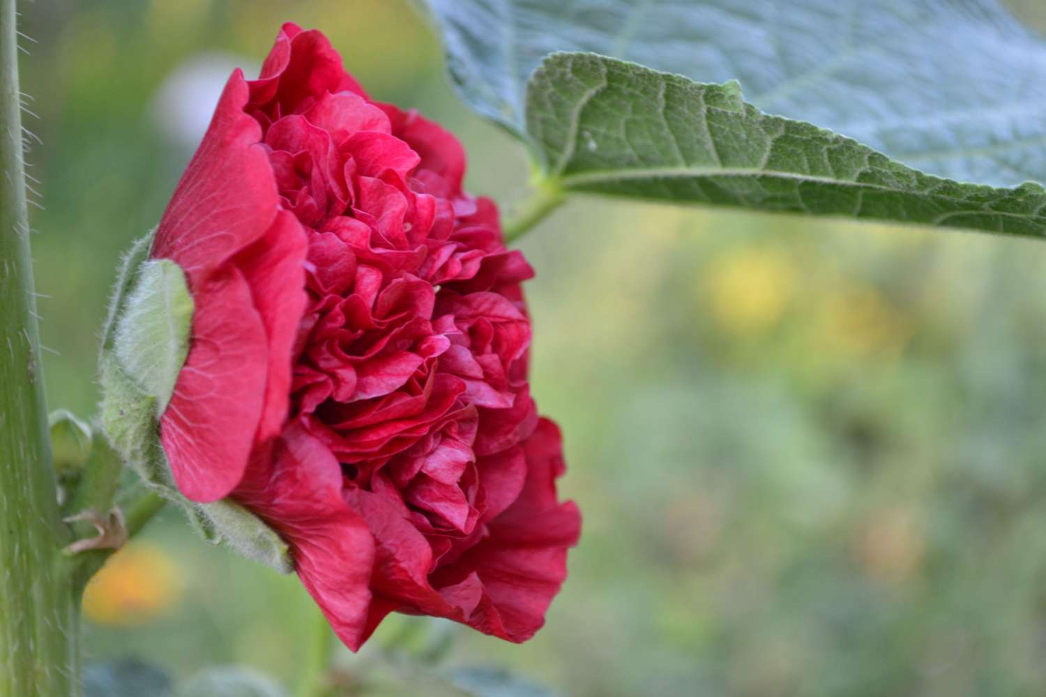 Salkoruusu 'Chater's Double Red'